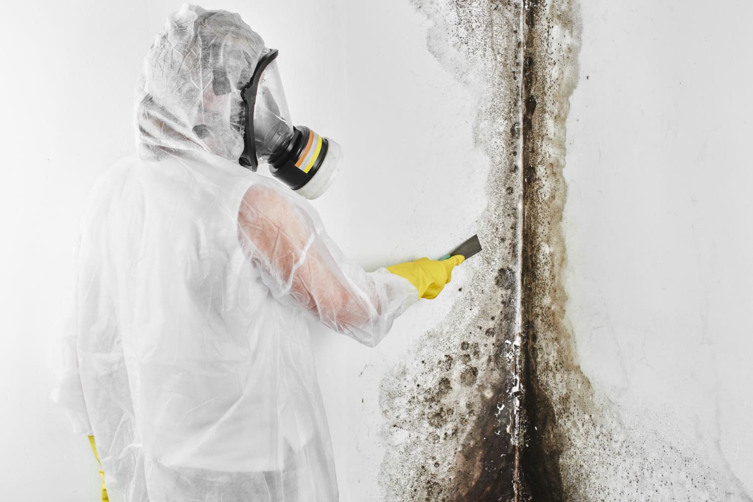 Mold Treatment Services